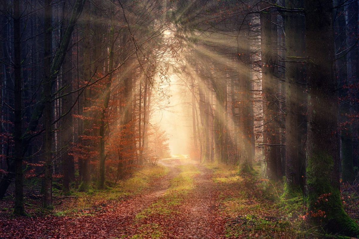A sunlit path through the forest — a new direction