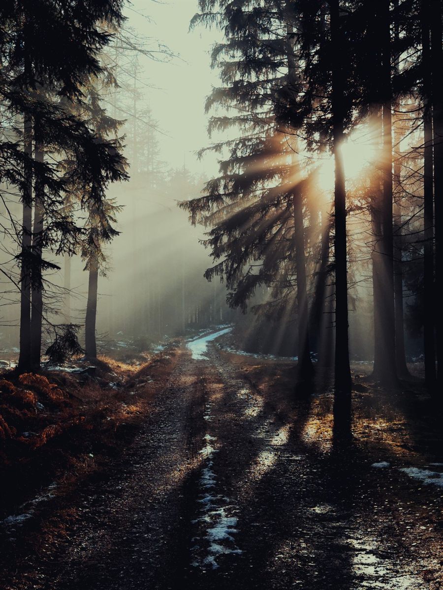 Light breaking through the forest — a path toward healing