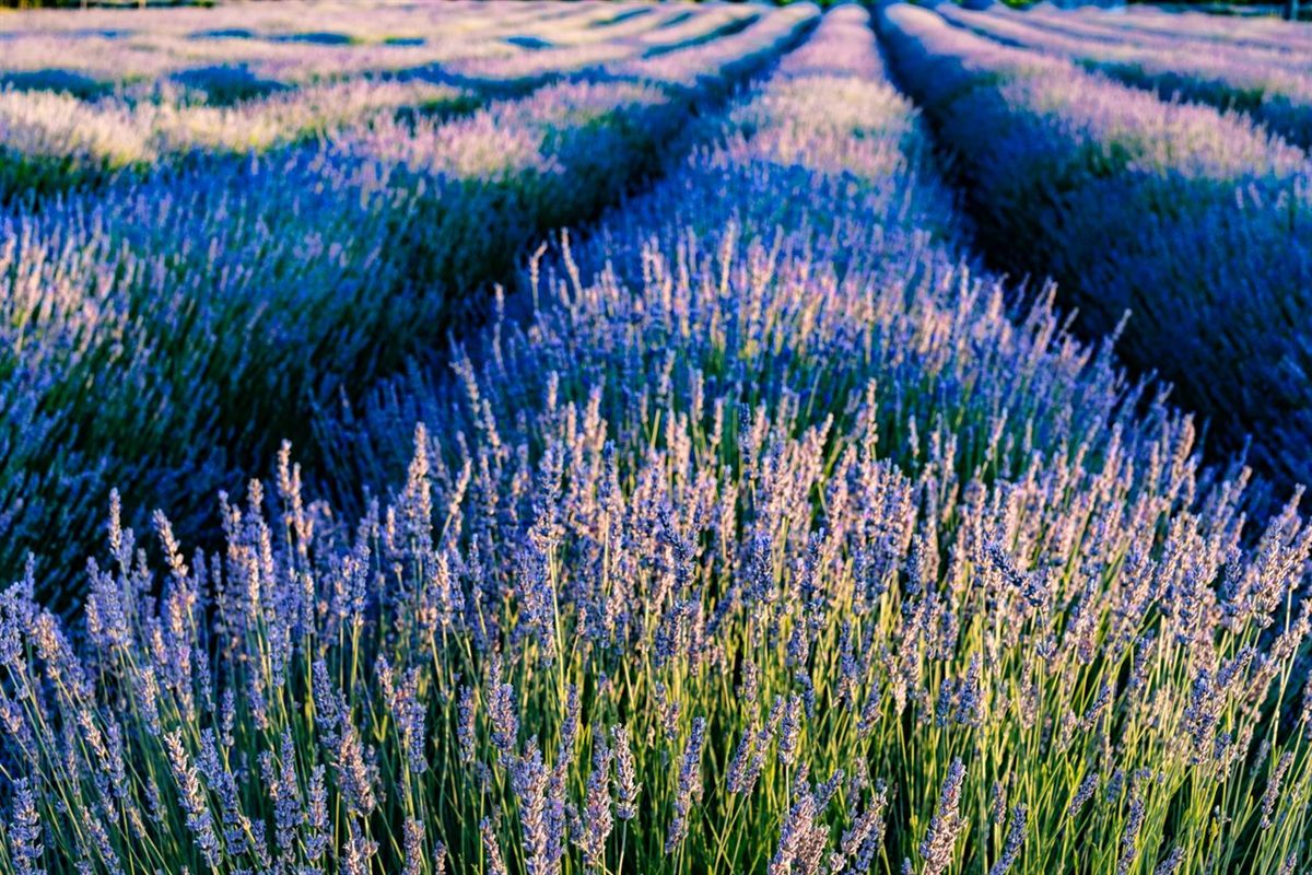 A calm lavender field at golden hour